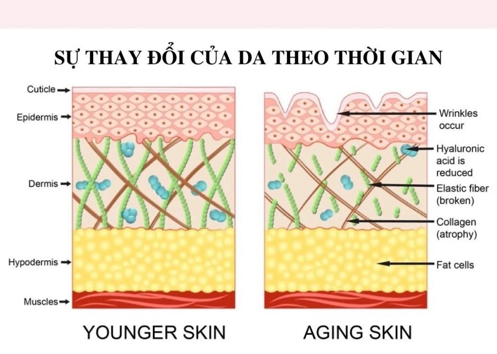 acid hyaluronic tác dụng